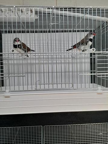 Diamantvink wildkleur beschikbaar voor biedingen