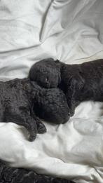 Koningspoedel pups zwart, Poedel, CDV (hondenziekte), 8 tot 15 weken, Meerdere