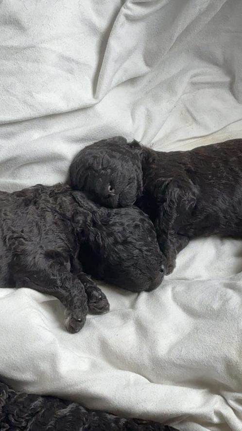 Koningspoedel pups zwart, Dieren en Toebehoren, Honden | Chihuahua's en Gezelschapshonden, Meerdere dieren, Poedel, Particulier