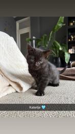 Europesekorthaar/ragdol/bkh, Dieren en Toebehoren, Meerdere dieren, 0 tot 2 jaar