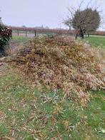 Wilgentakken, Ophalen, Volle zon, Overige soorten