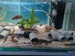 Channa Andrao slangenkopvis, Dieren en Toebehoren, Vissen | Aquariumvissen, Vis, Zoetwatervis