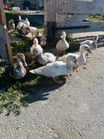 Muskus eenden, Dieren en Toebehoren, Pluimvee, Meerdere dieren, Eend