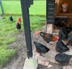 Jonge hennen marans koperzwart leghennen 19 weken kippen, Vrouwelijk, Kip