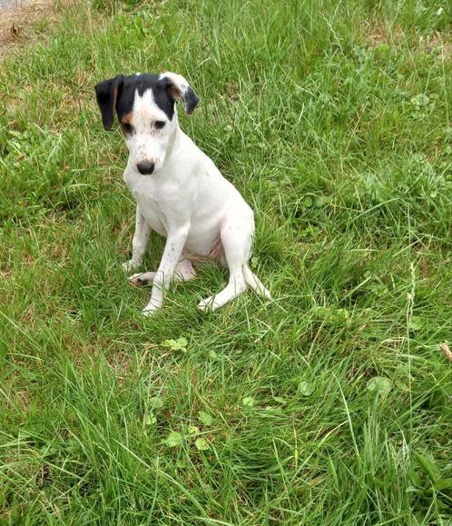 Jack Russel kruising pups, parson russel look a like, Dieren en Toebehoren, Honden | Jack Russells en Terriërs, Meerdere dieren