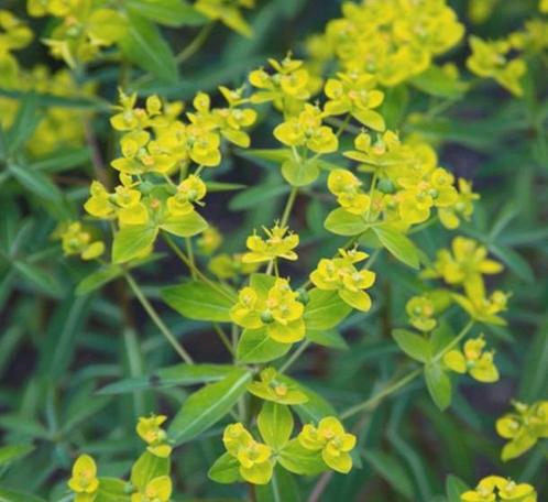 Euphorbia, Wolfsmelk, Tuin en Terras, Planten | Tuinplanten, Vaste plant, Ophalen