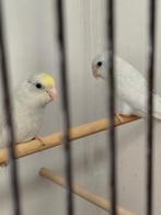 Jonge forpussen, Geslacht onbekend, Parkiet, Tam