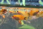 Mickey Mouse platy's  GRATIS, Dieren en Toebehoren, Vis, Zoetwatervis