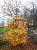 Fagus sylvatica (Groene Beuk ) 4 mtr  Hoog, Bloeit niet, Overige soorten, 400 cm of meer, Ophalen