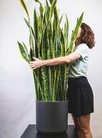 GEZOCHT Hele grote bloempot GRATIS, Huis en Inrichting, Kamerplanten, Ophalen, Overige soorten, Minder dan 100 cm