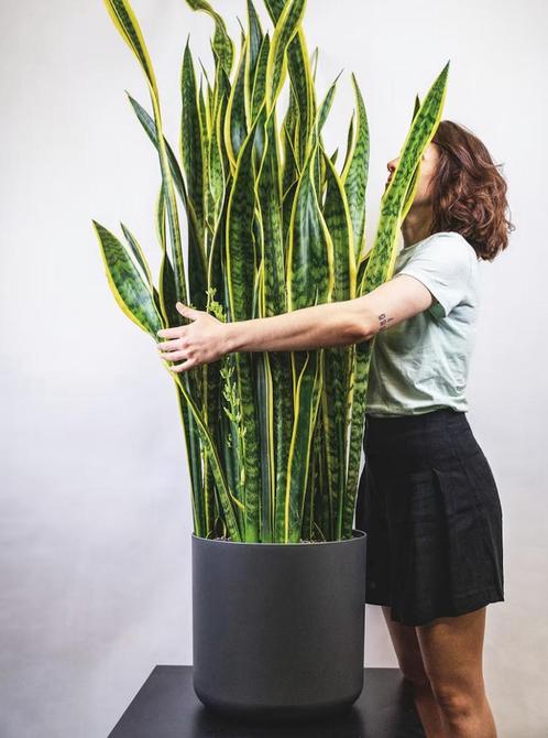 GEZOCHT Hele grote bloempot GRATIS, Huis en Inrichting, Kamerplanten, Overige soorten, Minder dan 100 cm, Ophalen