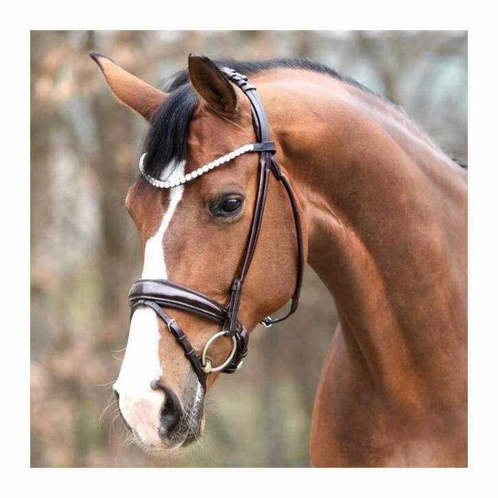 Kavalkade Florina hoofdstel maat full bruin lak nieuw, Dieren en Toebehoren, Paarden en Pony's | Hoofdstellen en Tuigage, Zo goed als nieuw