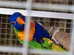 Lori blauwe bergen, Dieren en Toebehoren, Vogels | Parkieten en Papegaaien, Vrouwelijk, Papegaai, Tam