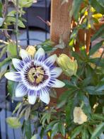 Passiflora Caerulea, Tuin en Terras, Bloembollen en Zaden, Ophalen of Verzenden, Volle zon, Zaad
