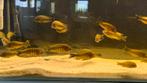 Tropheus kasakawale, Dieren en Toebehoren, Karper of Koi