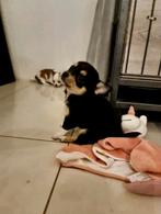 Chihuahua pup teefje, Dieren en Toebehoren, Honden | Chihuahua's en Gezelschapshonden, 8 tot 15 weken, Teef, Meerdere, Chihuahua