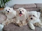 Prachtige Maltezer pups moeder met stamboom, Dieren en Toebehoren, Honden | Chihuahua's en Gezelschapshonden, Particulier, Meerdere