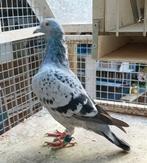 Mooie C en H Callis, Dieren en Toebehoren, Vogels | Duiven, Vrouwelijk, Postduif