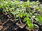 Groenteplanten paprika, peper, aubergine, tomaten zie omschr, Tuin en Terras, Planten | Tuinplanten, Zomer, Ophalen, Groenteplanten