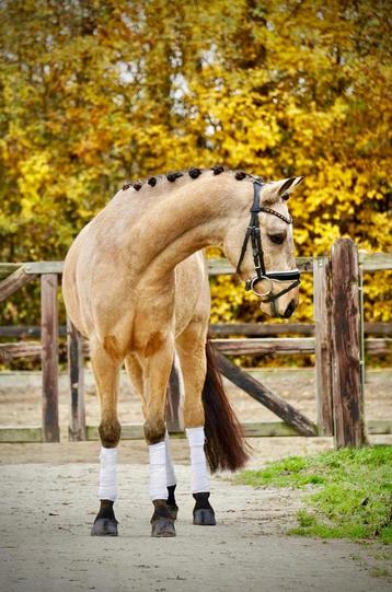 Bloedmooie brave c pony beschikbaar voor biedingen