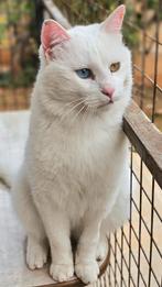 Matthew wil graag een baasje, Kater