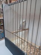 Tcb of pallid  grasparkiet, Meerdere dieren, Parkiet