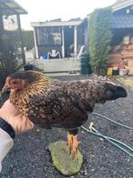 Serama hen, Dieren en Toebehoren, Pluimvee, Vrouwelijk, Kip