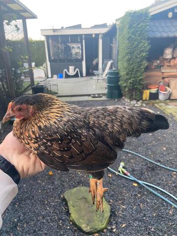 Serama hen beschikbaar voor biedingen