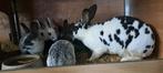 Rex konijnen, Dieren en Toebehoren, Meerdere dieren, Groot