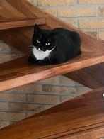 Nieuw huisje gezocht voor onze lieve poes!!, Dieren en Toebehoren, Katten en Kittens | Overige Katten, Poes, Kortharig, 0 tot 2 jaar