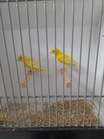 Raza espanol  geel, Meerdere dieren, Postuurkanarie