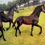 2 FRIESE MERRIE VEULENS, Dieren en Toebehoren, Merrie, Minder dan 160 cm, Niet van toepassing, 0 tot 2 jaar