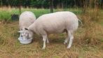 Te koop schapen, Dieren en Toebehoren, Schapen, Geiten en Varkens, Vrouwelijk, Schaap