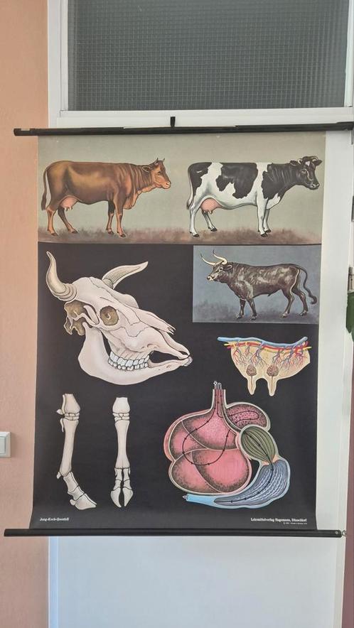Stof, hout, Antiek en Kunst, Antiek | Schoolplaten, Natuur en Biologie, Ophalen of Verzenden