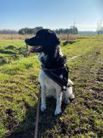 SPOED!!!! Friese Stabij zoekt een rustig en liefdevol thuis, Parvo, Reu, Eén hond, 3 tot 5 jaar