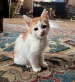 Prachtige rood/witte kater, Dieren en Toebehoren, Katten en Kittens | Overige Katten, Meerdere dieren, Kortharig, 0 tot 2 jaar