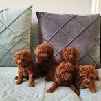 Prachtıge toy poedel pups, Dieren en Toebehoren, Honden | Chihuahua's en Gezelschapshonden, Poedel, CDV (hondenziekte), 8 tot 15 weken