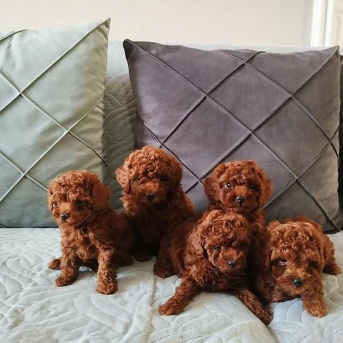 Prachtıge toy poedel pups, Dieren en Toebehoren, Honden | Chihuahua's en Gezelschapshonden, Poedel, Particulier, Meerdere, Nederland