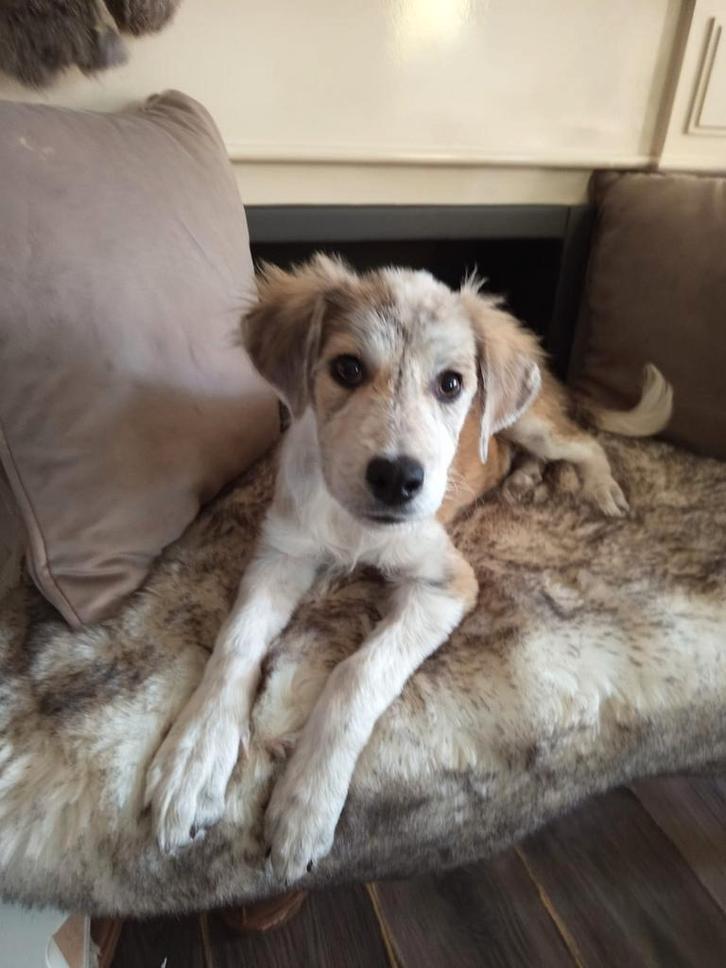 Genesis zoekt een baasje, Dieren en Toebehoren, Honden | Niet-rashonden, Groot, Teef, Handelaar, Eén hond, Buitenland, 15 weken tot 1 jaar