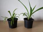 2 stekjes van de Graslelie / sprietenplant - 1 euro p.st, Ophalen, Overige soorten, Minder dan 100 cm