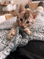 Mooie Snow Sepia bengaal kittens, Dieren en Toebehoren, Katten en Kittens | Raskatten | Korthaar, Kater, Ontwormd