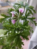 Citroengeranium voor binnen, Huis en Inrichting, Kamerplanten, Overige soorten, Minder dan 100 cm, Halfschaduw, Bloeiende kamerplant