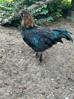 Jonge kriel haan, Dieren en Toebehoren, Mannelijk, Kip