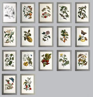Maria Sibylla Merian -Metamorphosis Insectorum Surinamensium beschikbaar voor biedingen