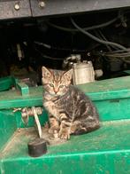 14 sept geboren cypers kittens + nest 24 sept, Meerdere dieren