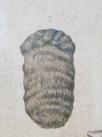 Mooie antieke ingelijste kappers modeprent uit Duitsland., Ophalen of Verzenden