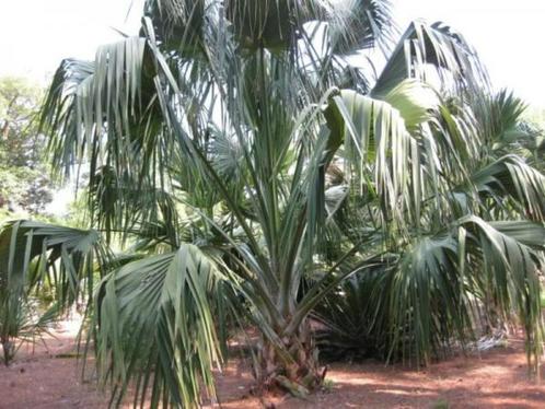 Sabal domingensis 10 x palmboom zaden, Tuin en Terras, Bloembollen en Zaden, Zaad, Gehele jaar, Ophalen