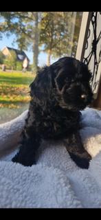 Maltipoo/ Cockapoo puppy's,, Dieren en Toebehoren, Honden | Chihuahua's en Gezelschapshonden, Overige rassen, 8 tot 15 weken, Meerdere