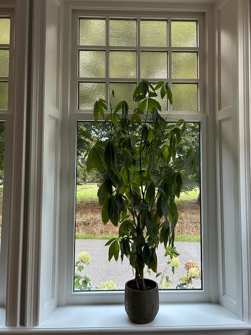 Geldboom ( Pachira aquitica ), Huis en Inrichting, Kamerplanten, 150 tot 200 cm, Halfschaduw, In pot, Ophalen