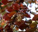 50 Rode Beukenhaag 30-50 cm – Fagus sylvatica Atropurpurea